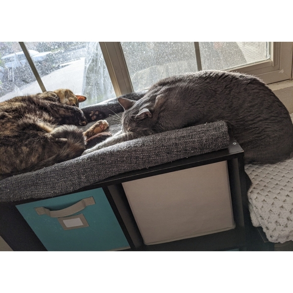 Meet Angie & Suki! - Picture 6 of 12